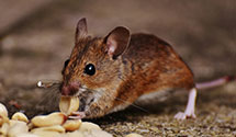 24 Hour & Emergency Exterminators in Mill Village, PA